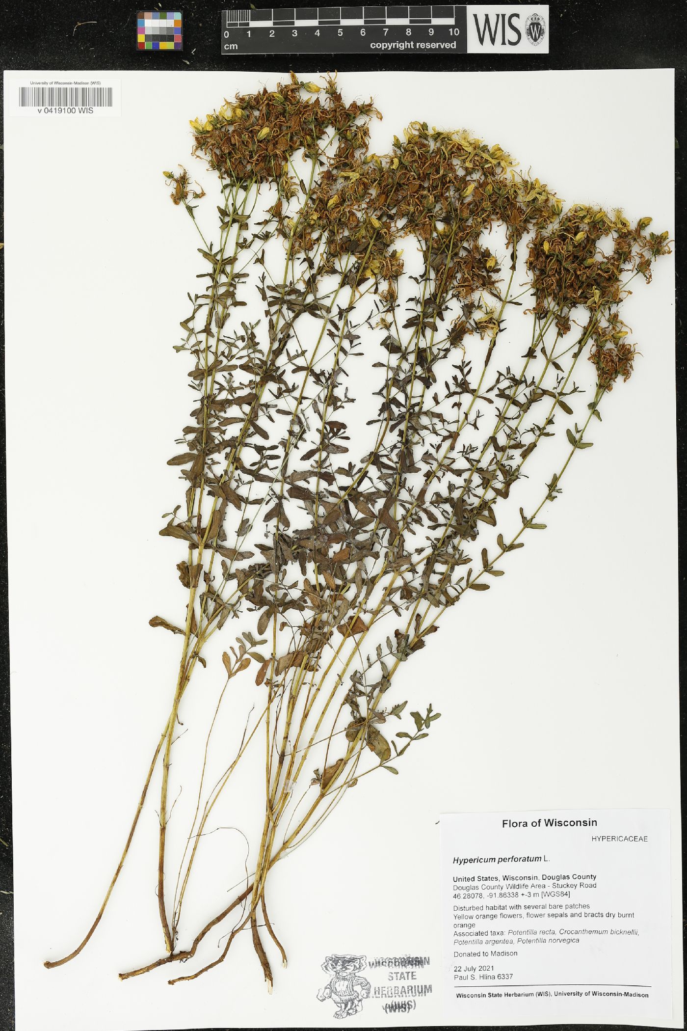 Hypericum perforatum image