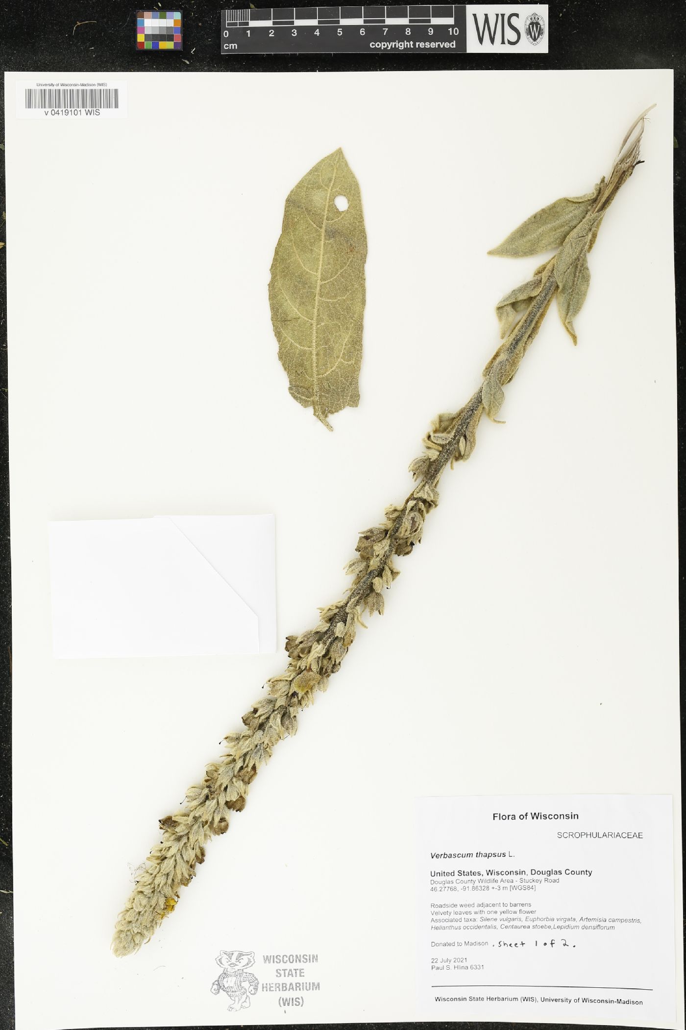 Verbascum thapsus image