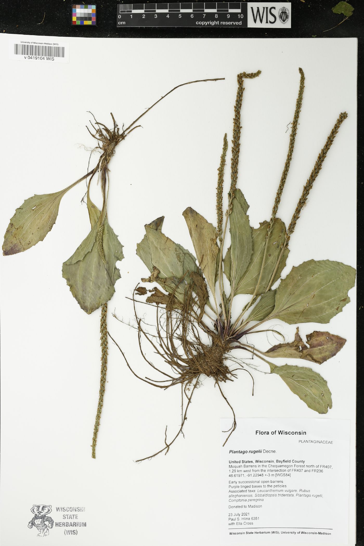 Plantago rugelii image