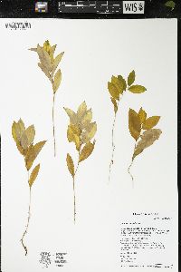 Uvularia sessilifolia image