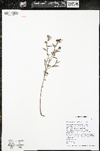 Crocanthemum canadense image