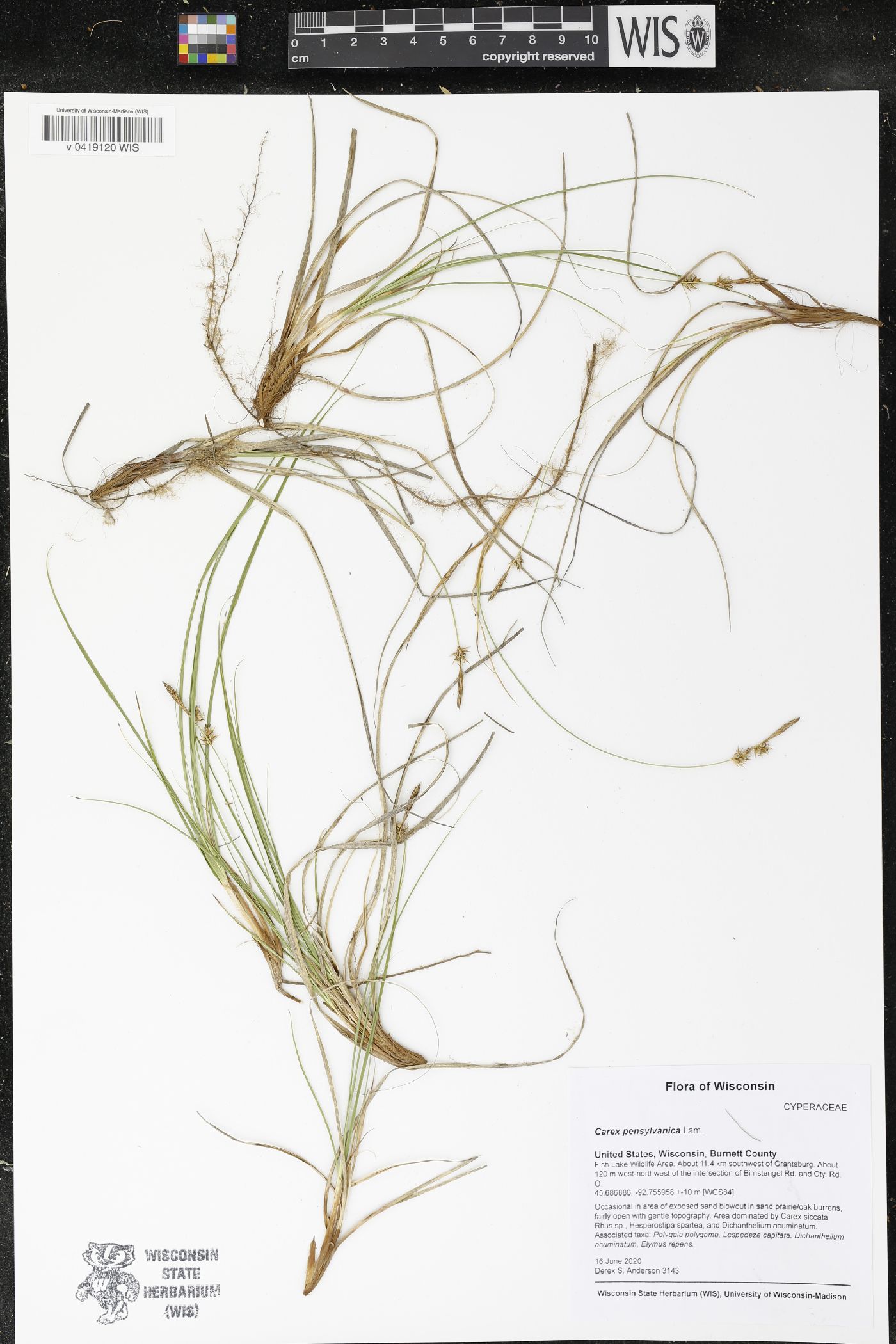 Carex pensylvanica image