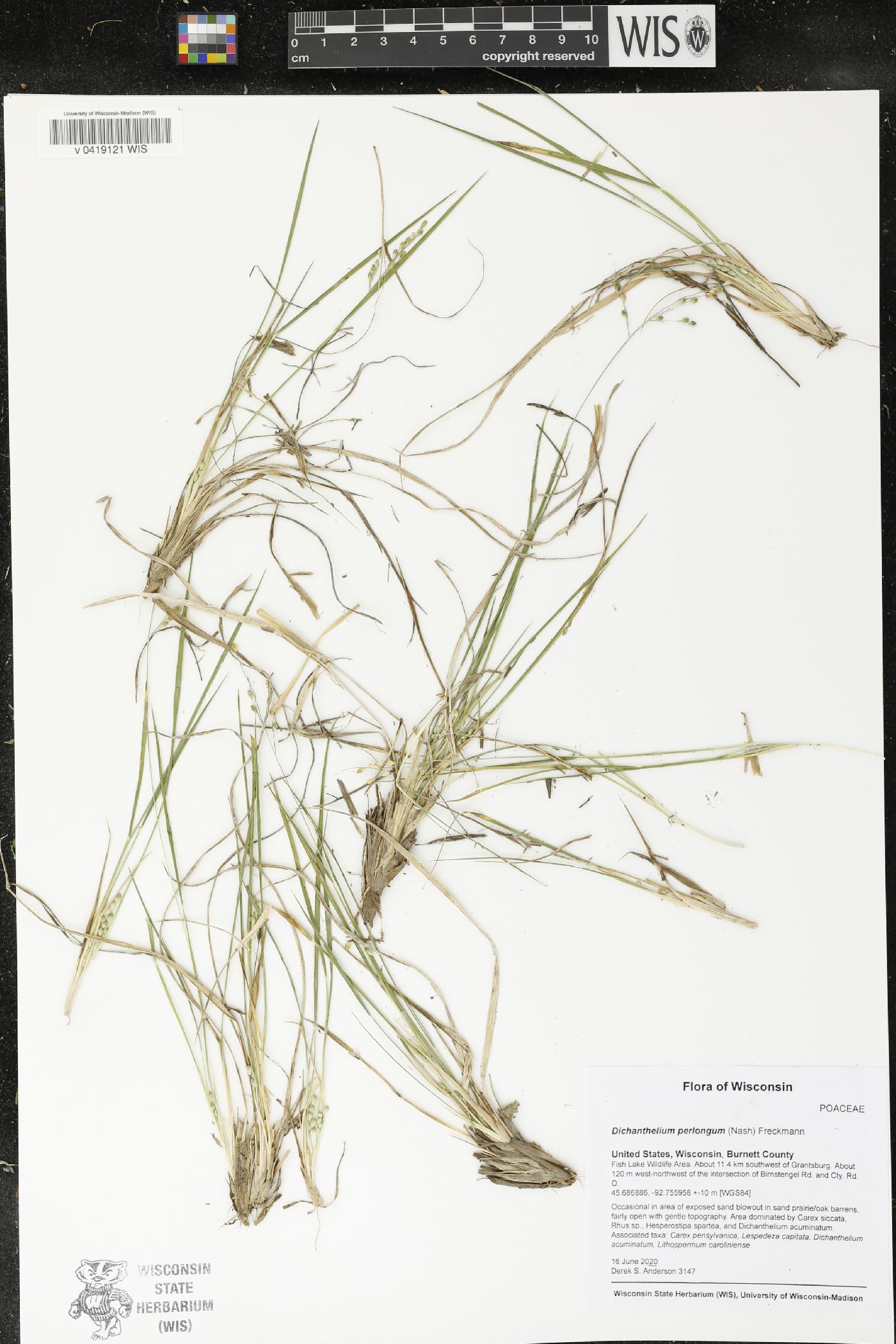 Dichanthelium perlongum image