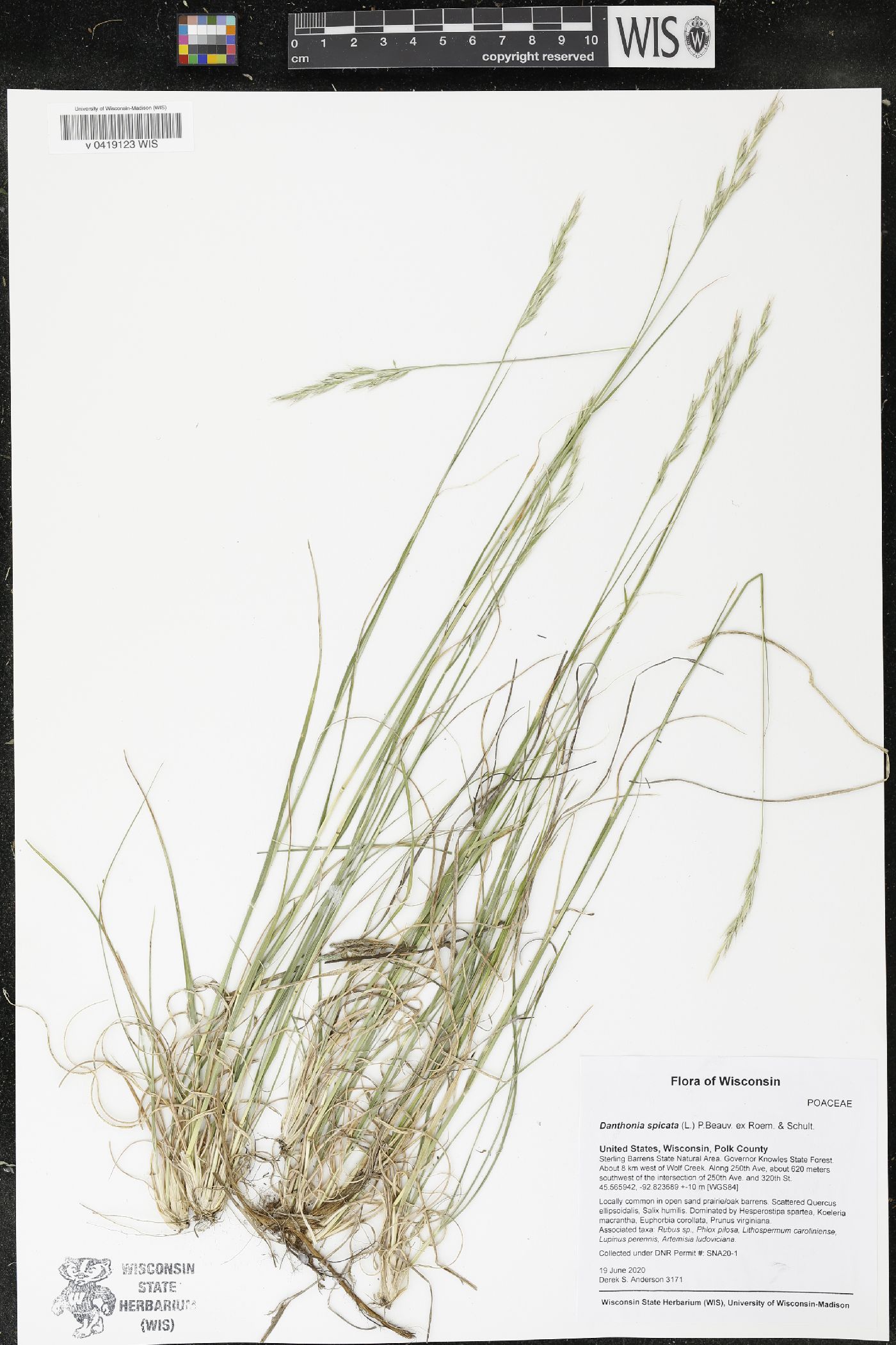 Danthonia spicata image