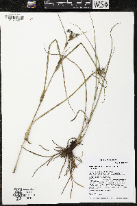 Tradescantia occidentalis var. occidentalis image