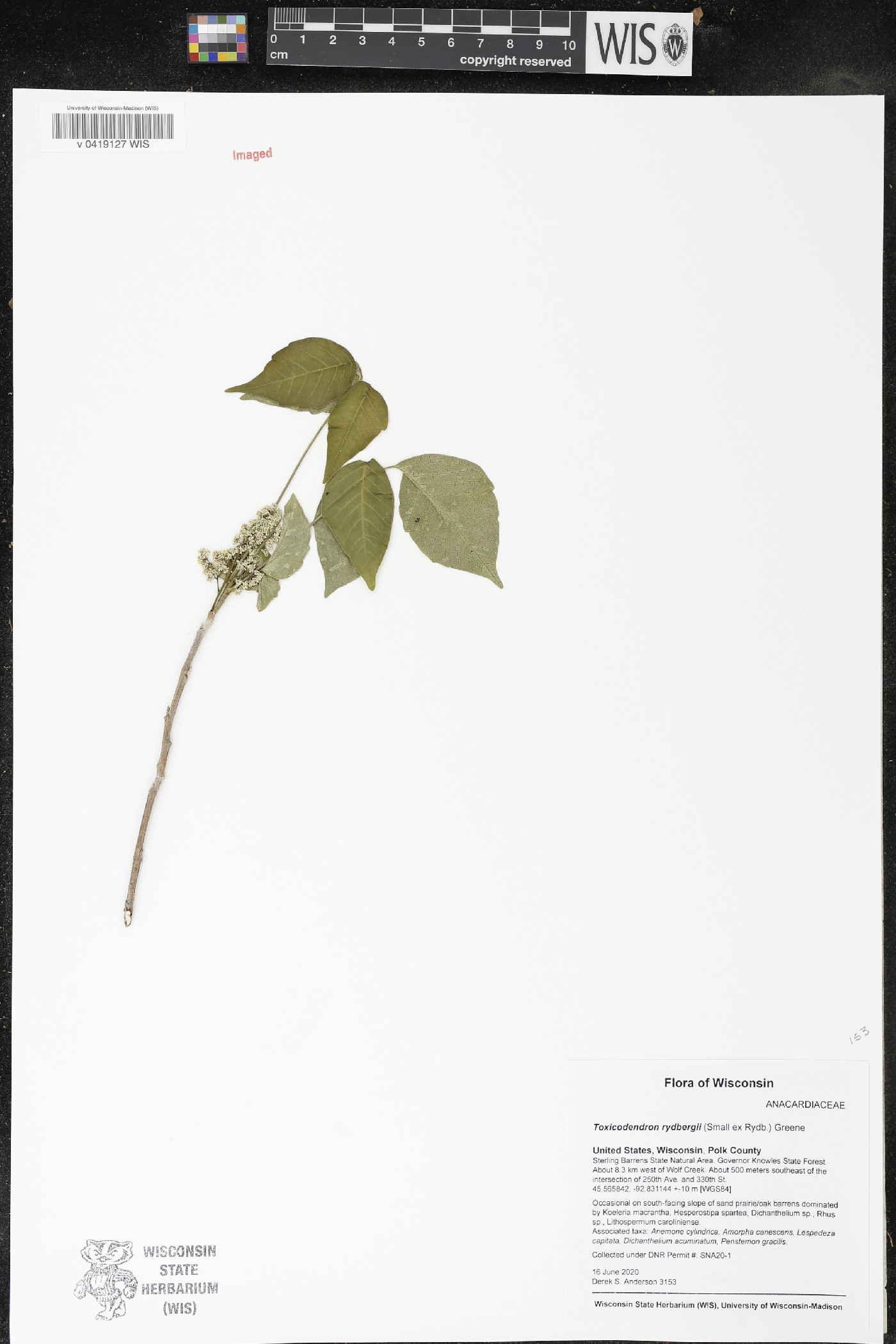 Toxicodendron rydbergii image