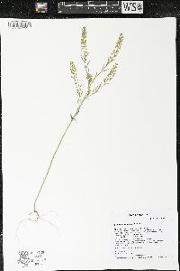 Lepidium densiflorum image