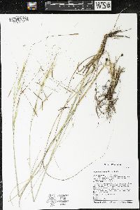 Hesperostipa spartea image