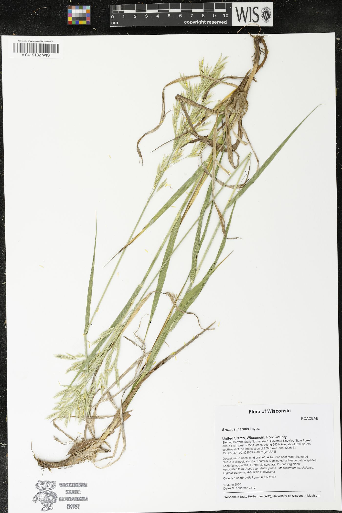 Bromus inermis image