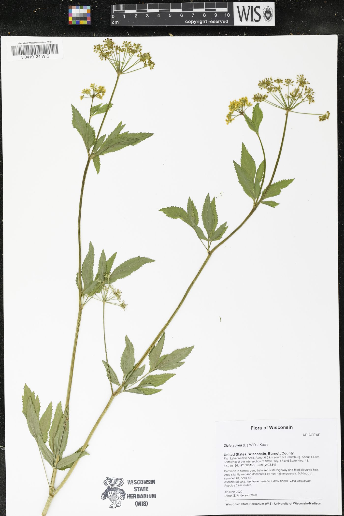 Zizia aurea image