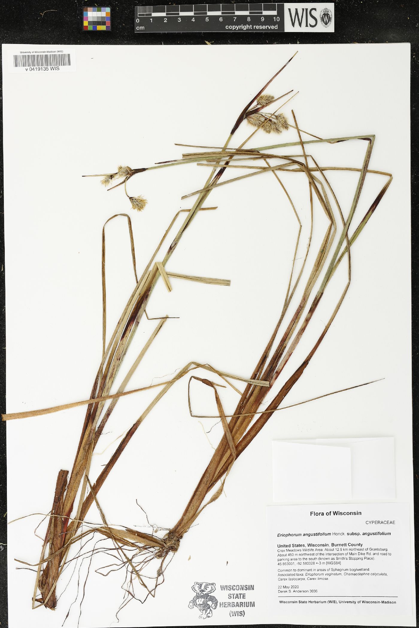 Eriophorum angustifolium subsp. angustifolium image