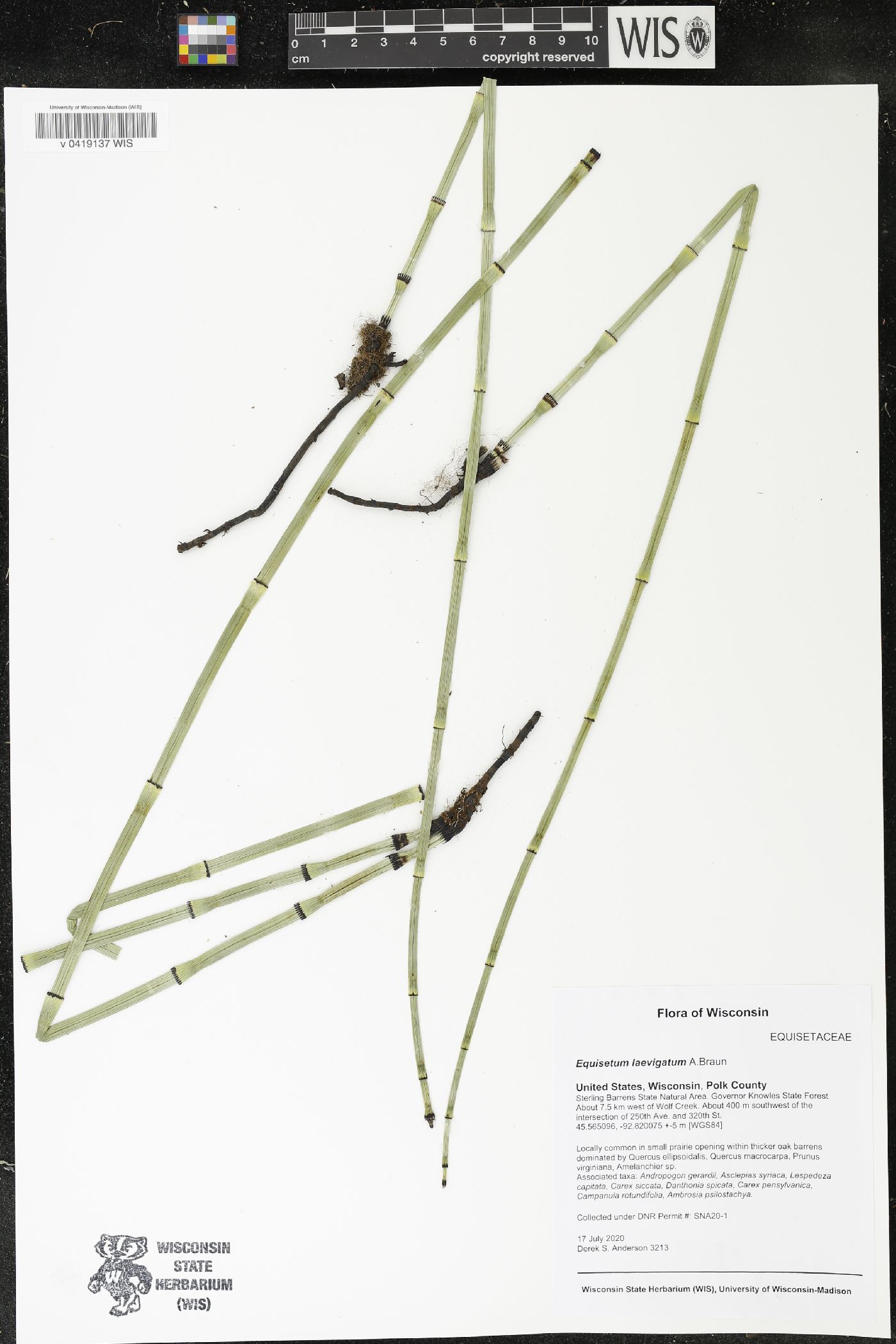 Equisetum laevigatum image