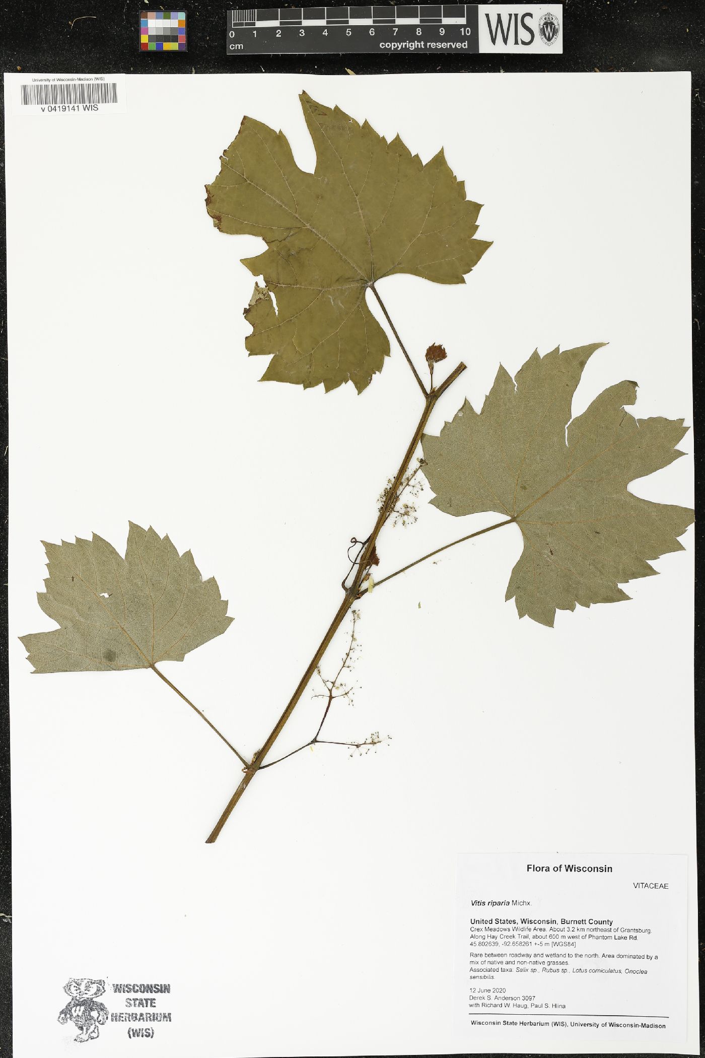 Vitis riparia image