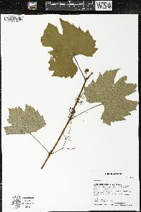 Vitis riparia image