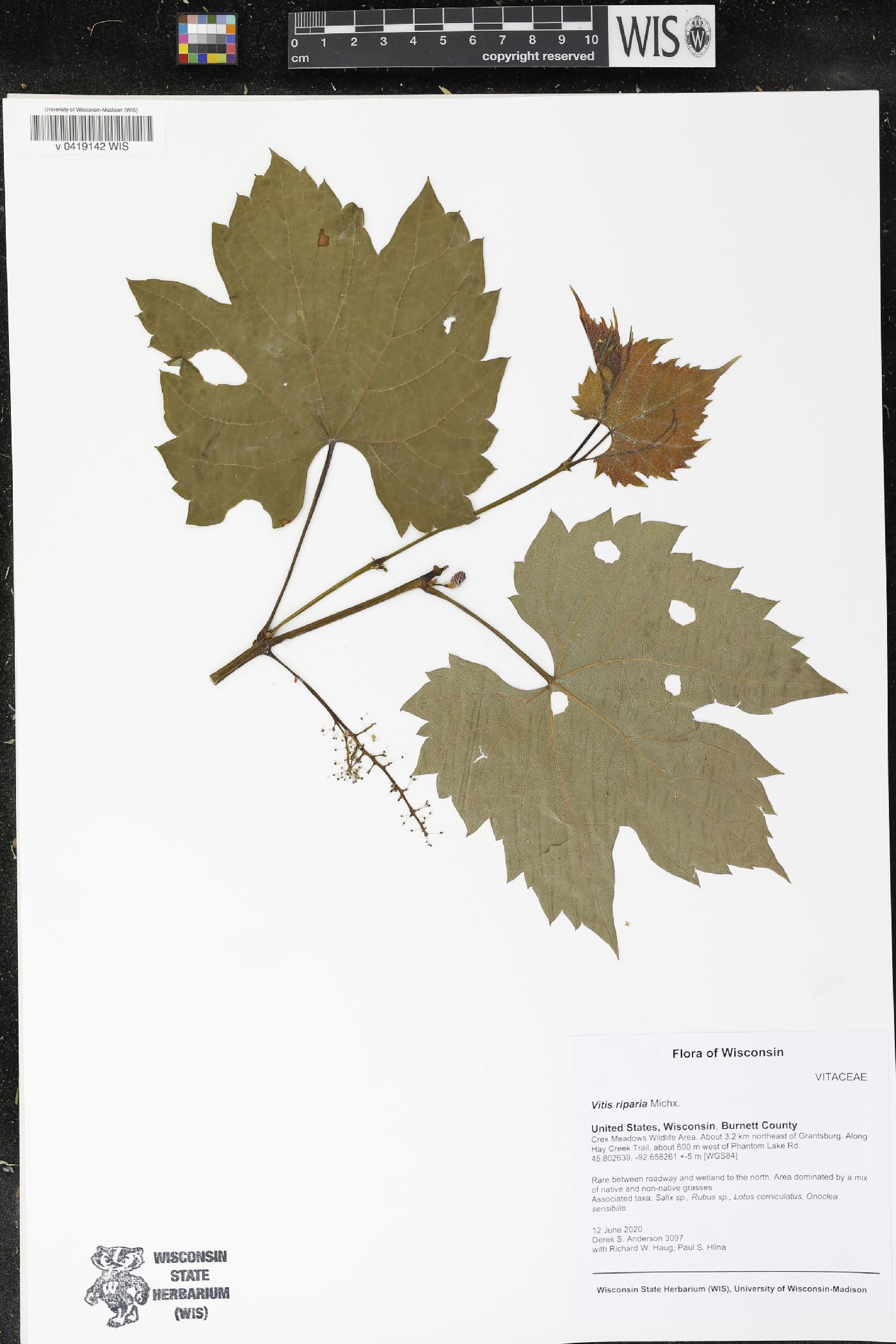 Vitis riparia image