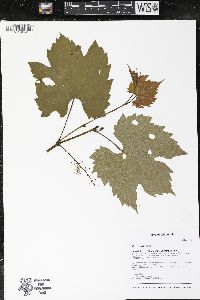 Vitis riparia image