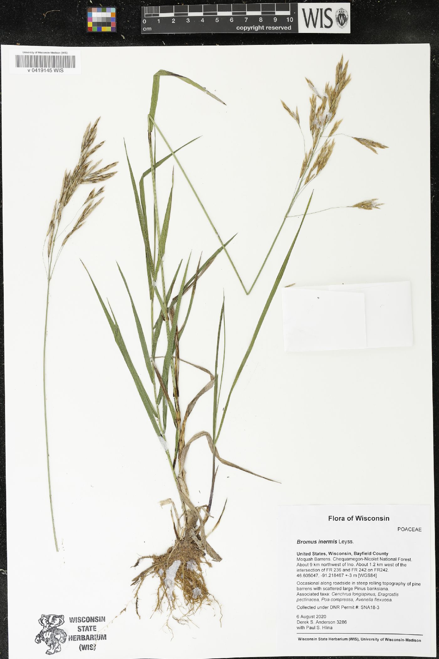 Bromus inermis image