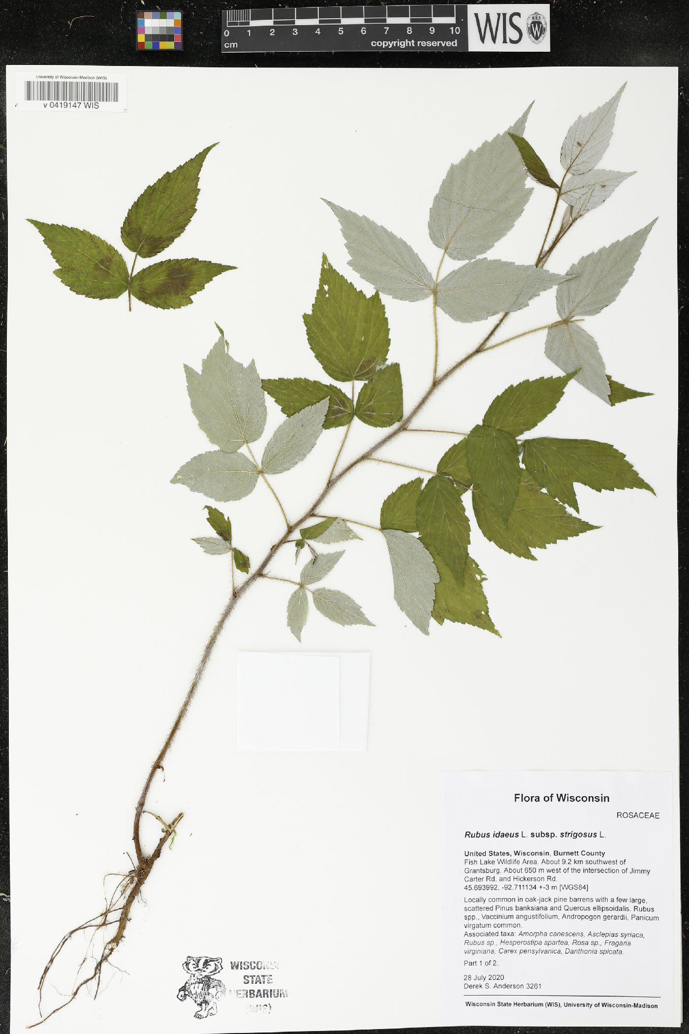 Rubus idaeus subsp. strigosus image