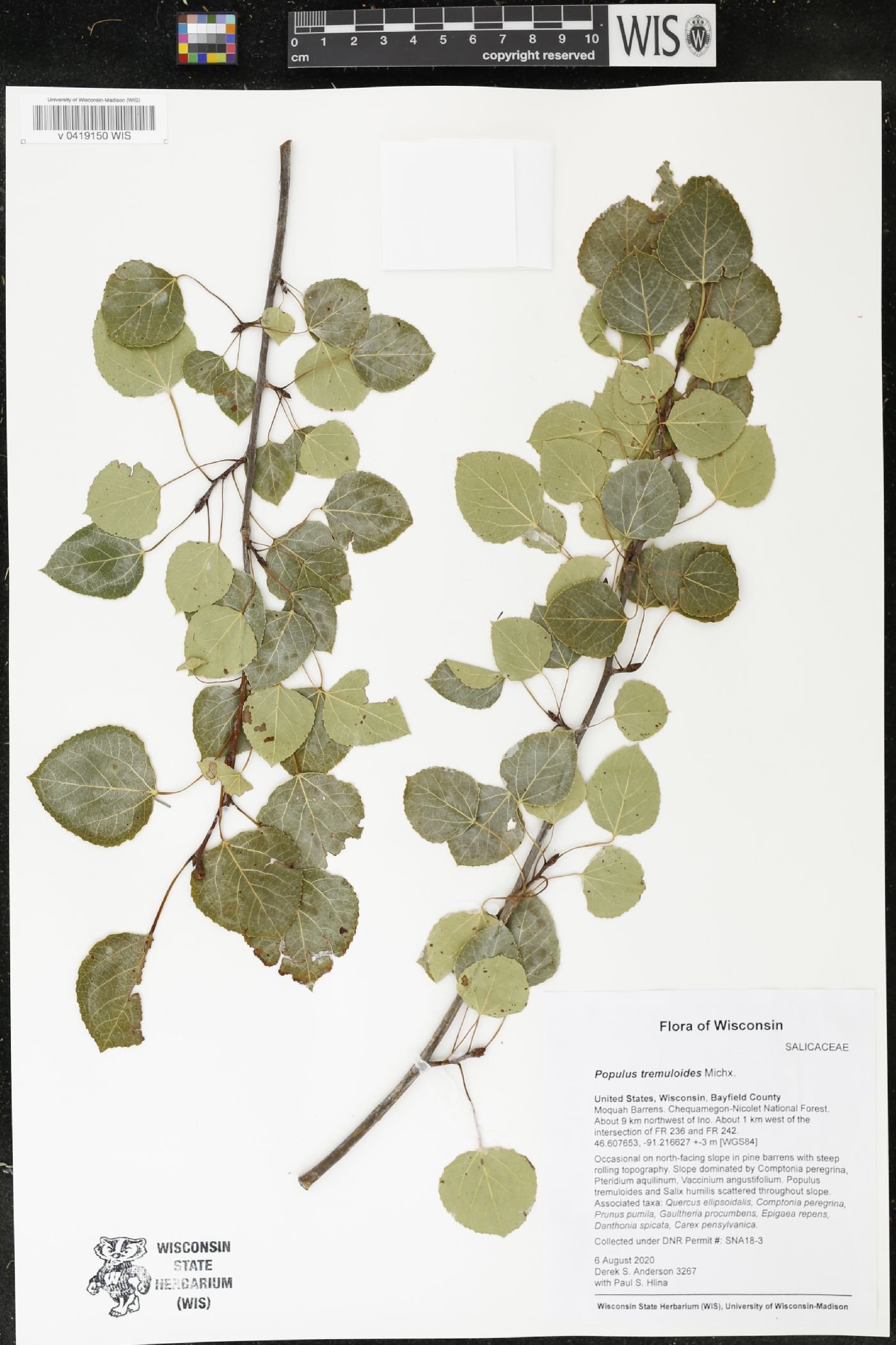 Populus tremuloides image