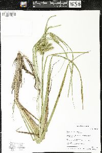 Carex pseudocyperus image