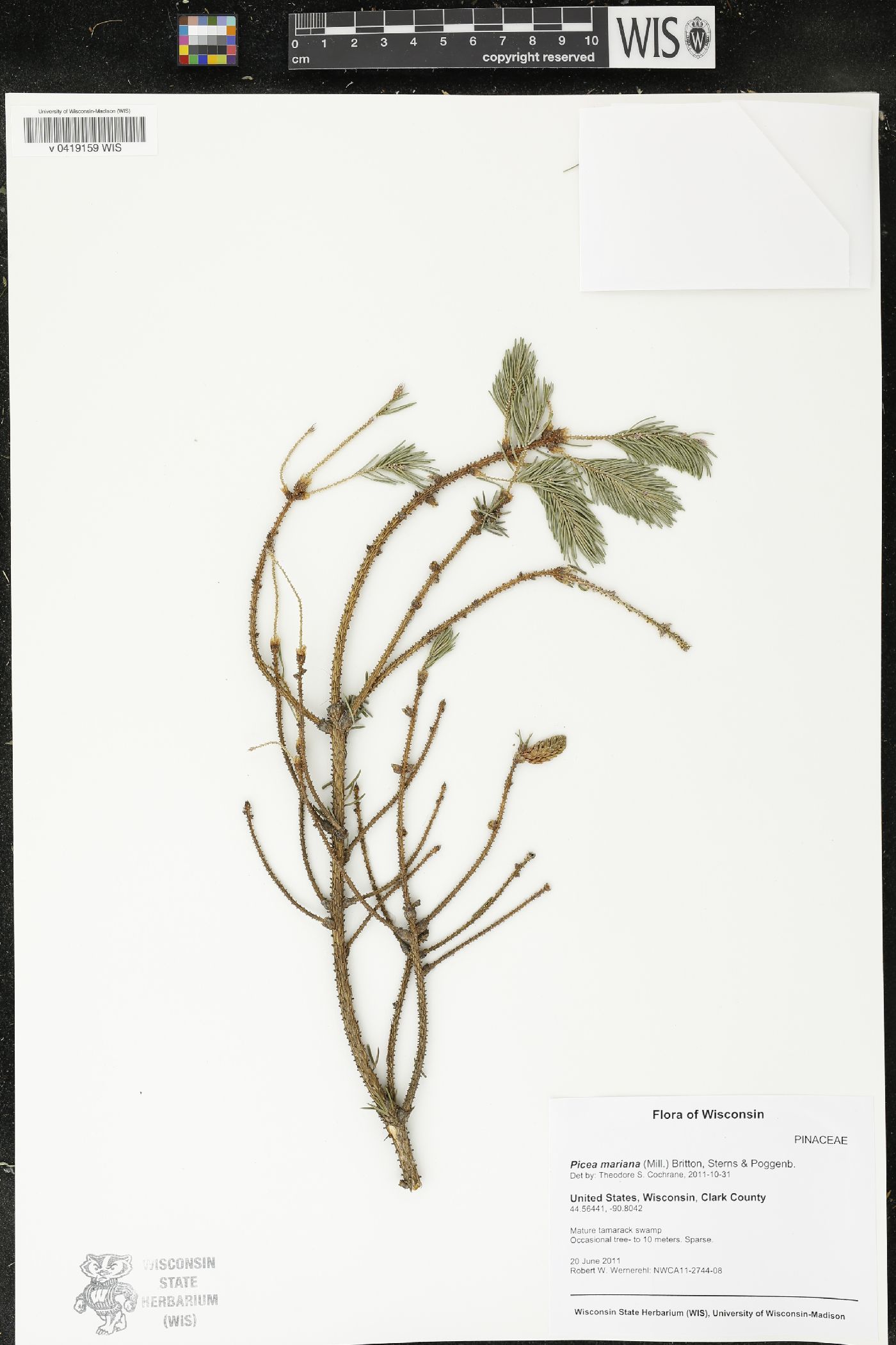 Picea mariana image