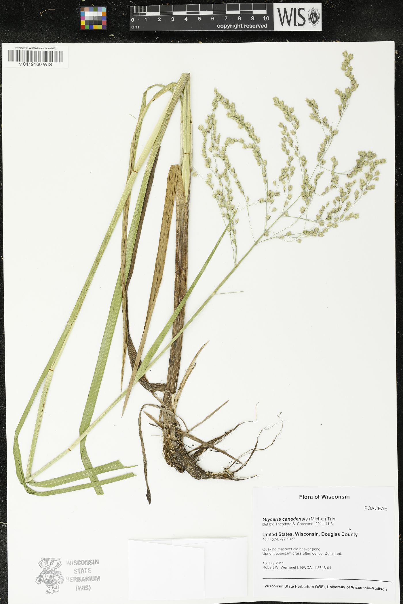 Glyceria canadensis image