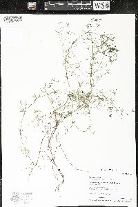 Galium trifidum image