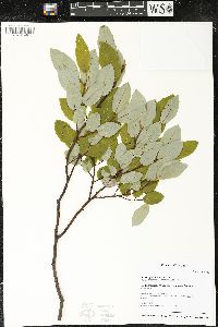 Salix pyrifolia image