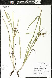 Sparganium emersum image
