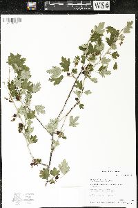 Ribes hirtellum image