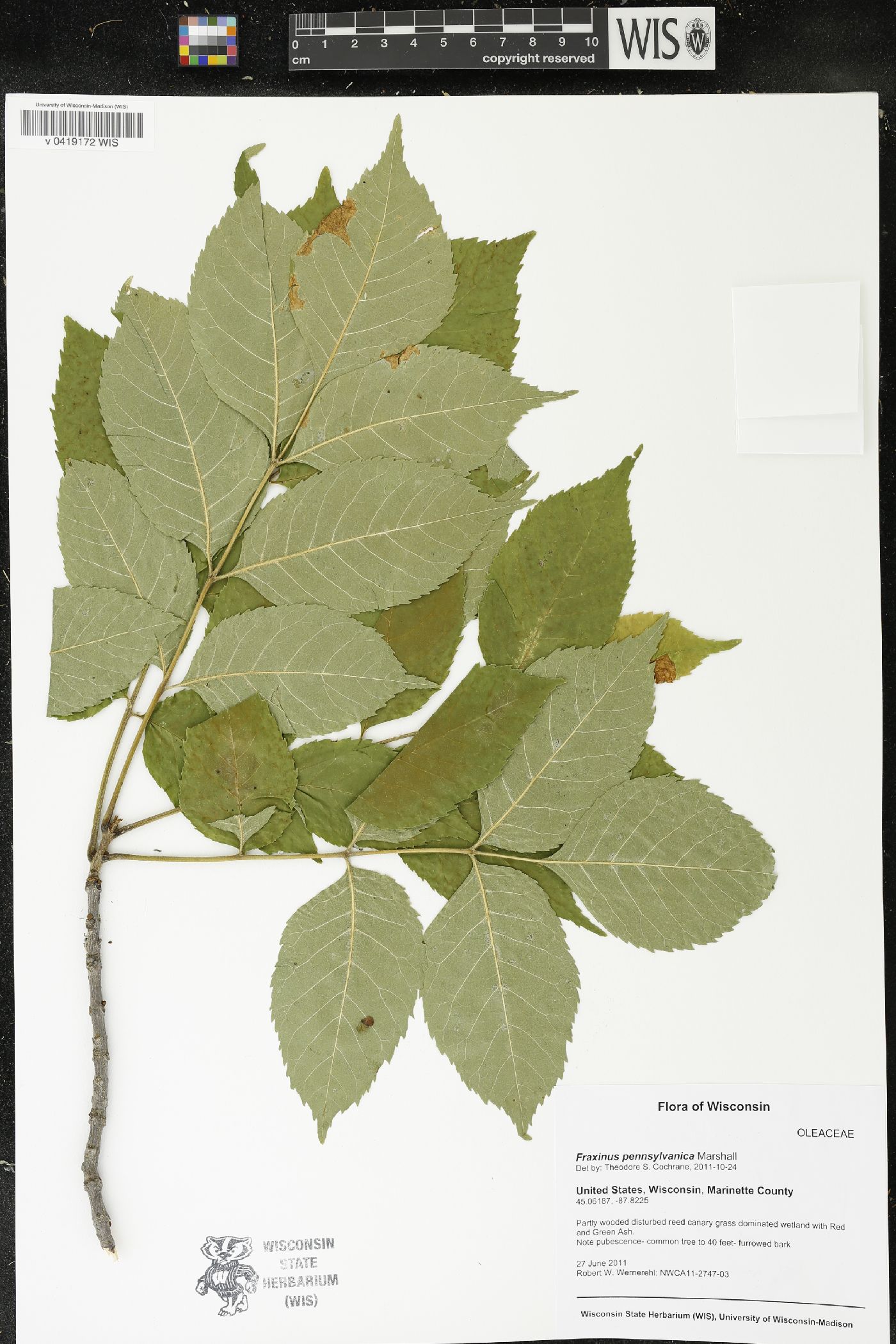 Fraxinus pennsylvanica image