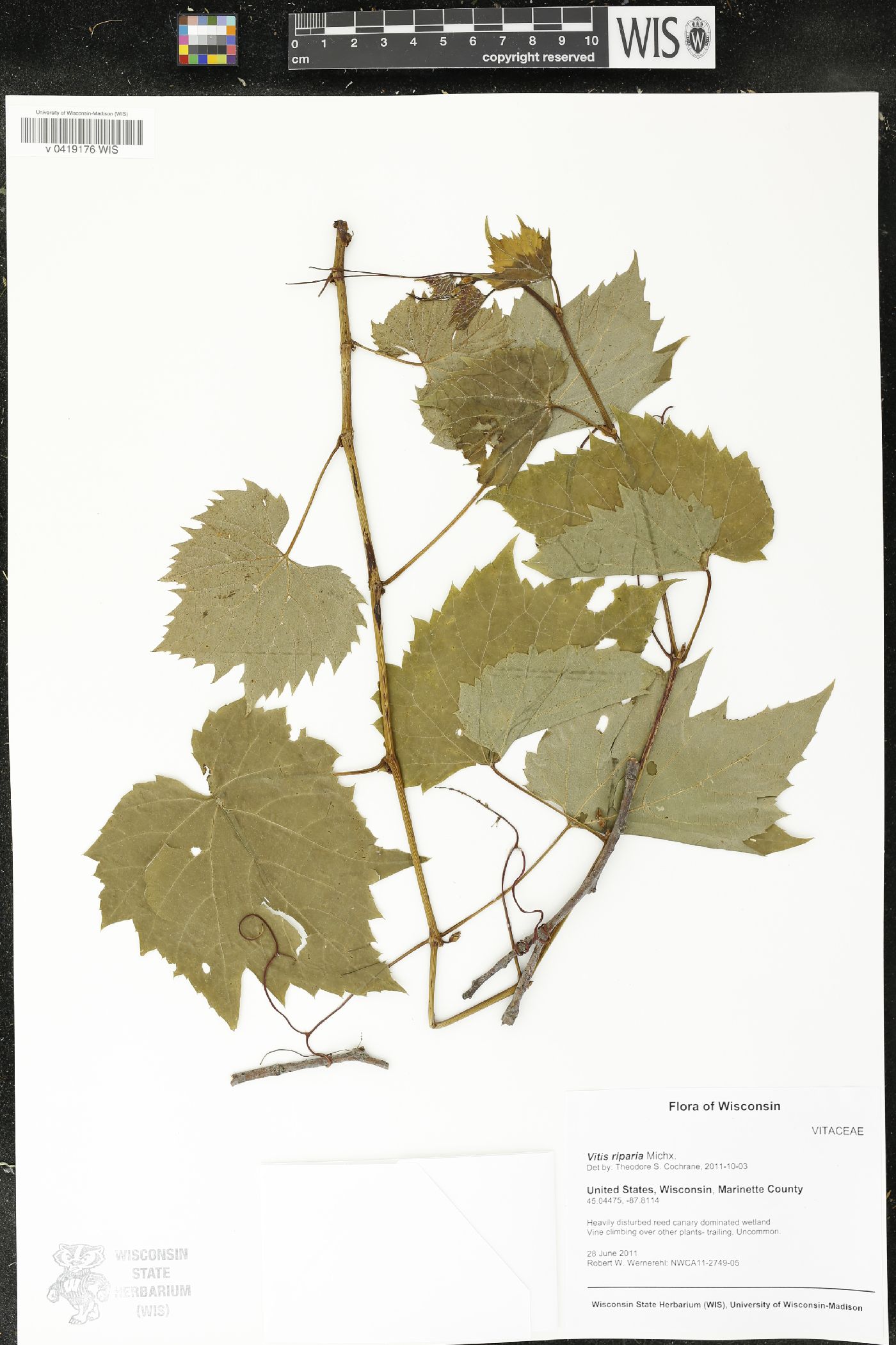 Vitis riparia image