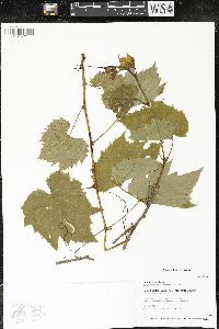 Vitis riparia image