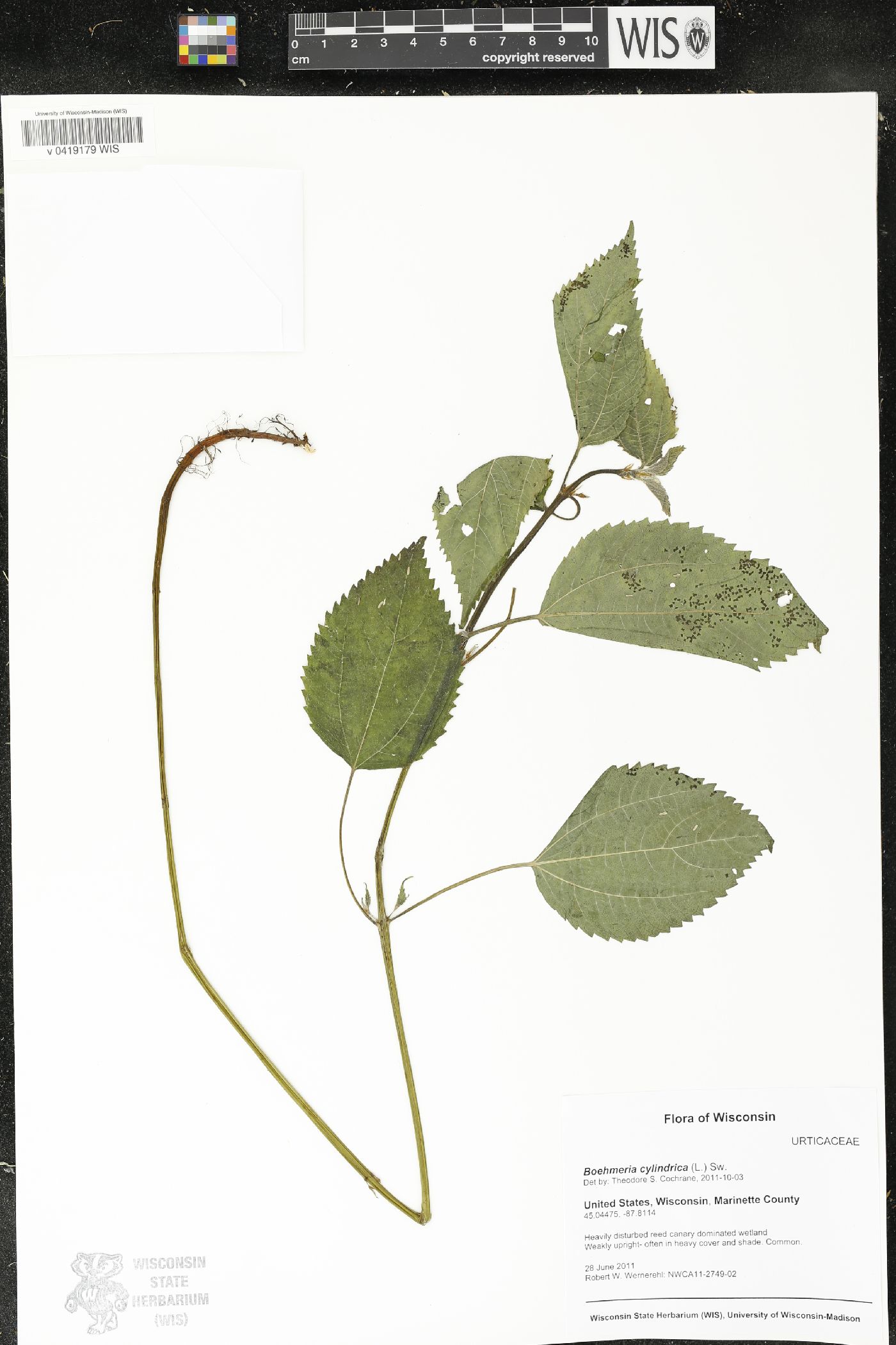 Boehmeria cylindrica image