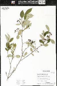 Aronia melanocarpa image