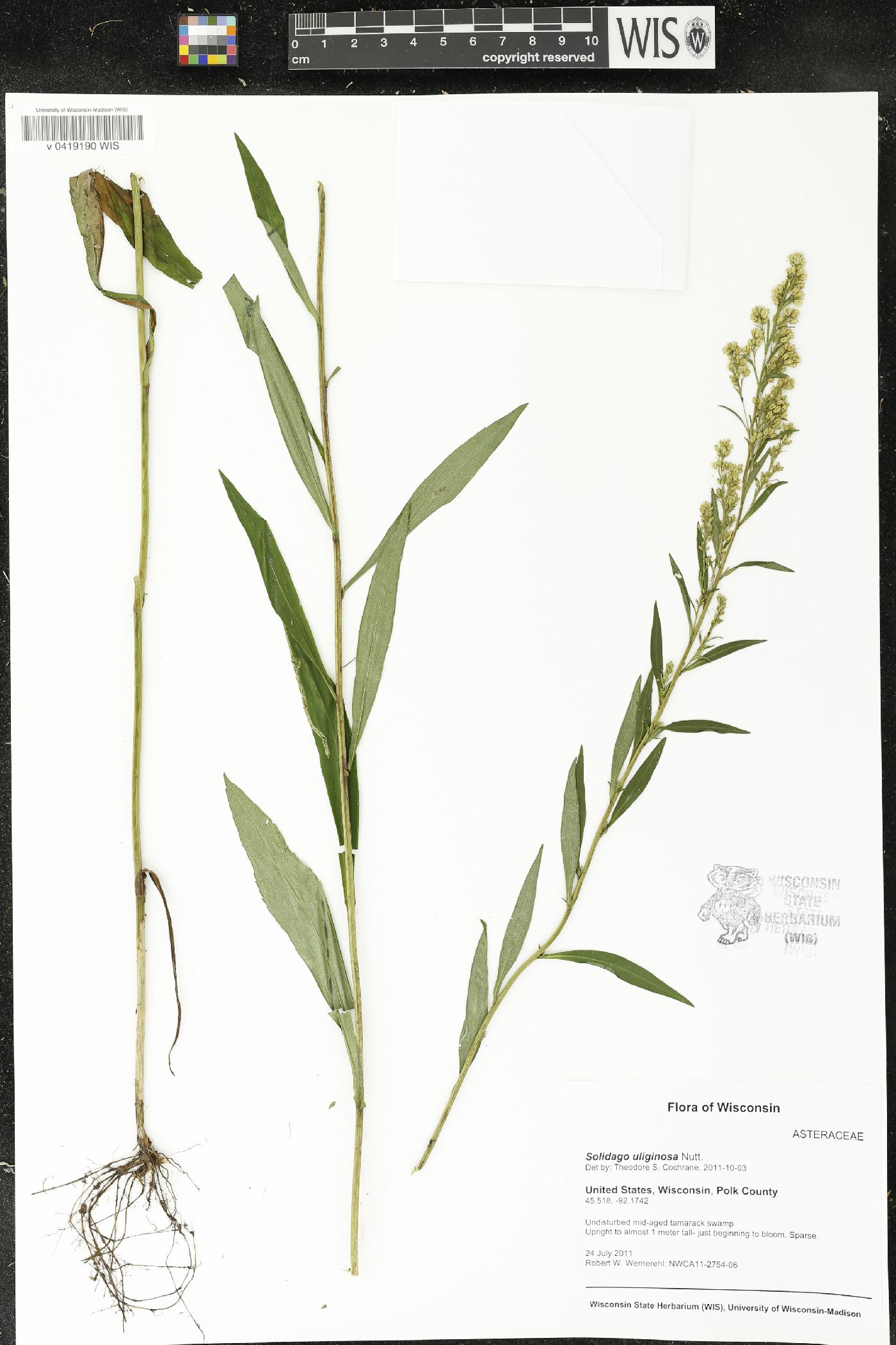 Solidago uliginosa image