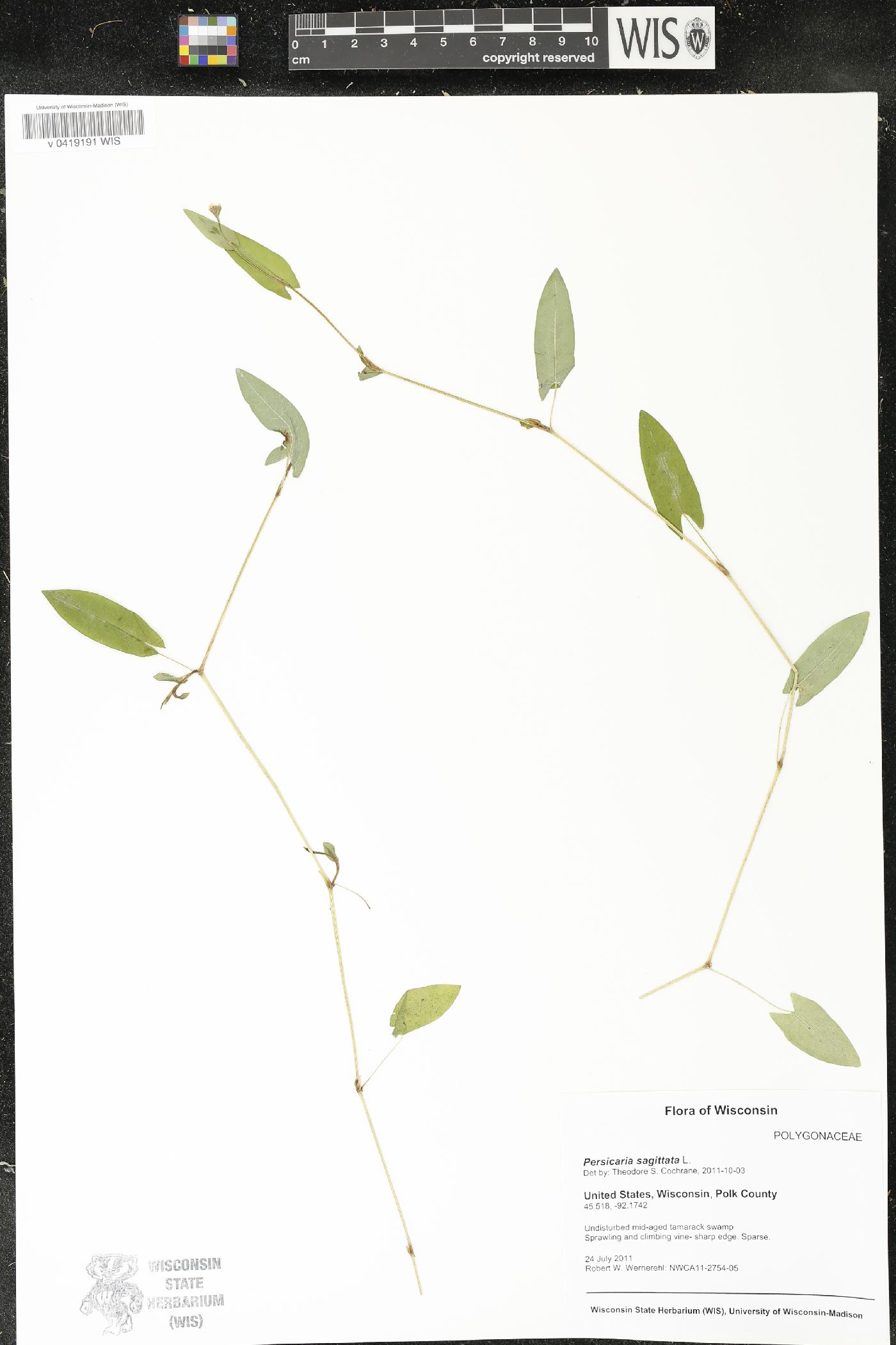 Persicaria sagittata image