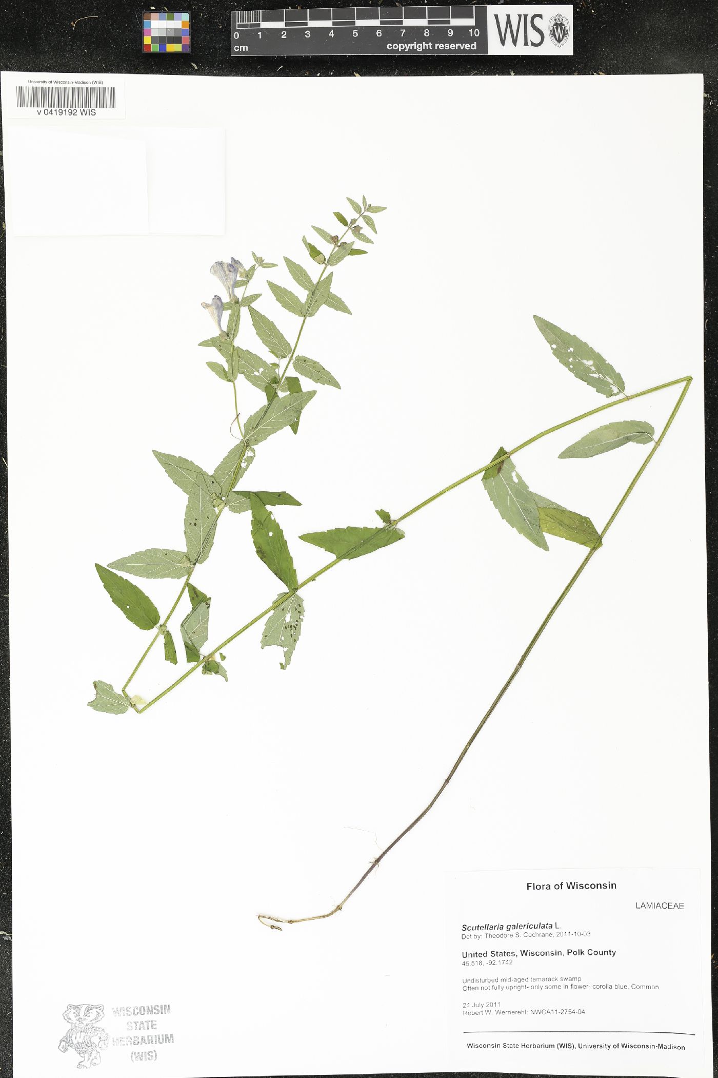 Scutellaria galericulata image