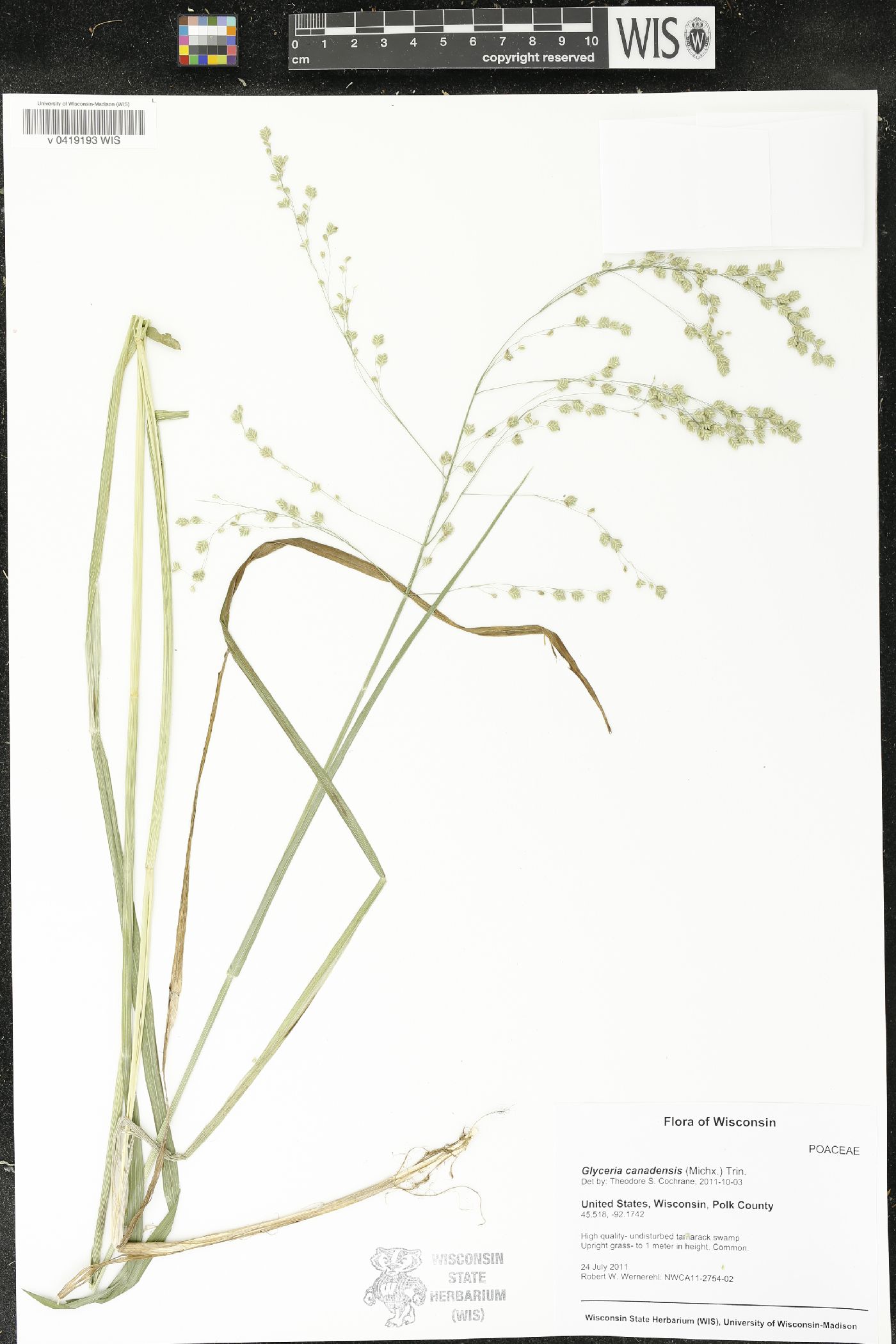Glyceria canadensis image