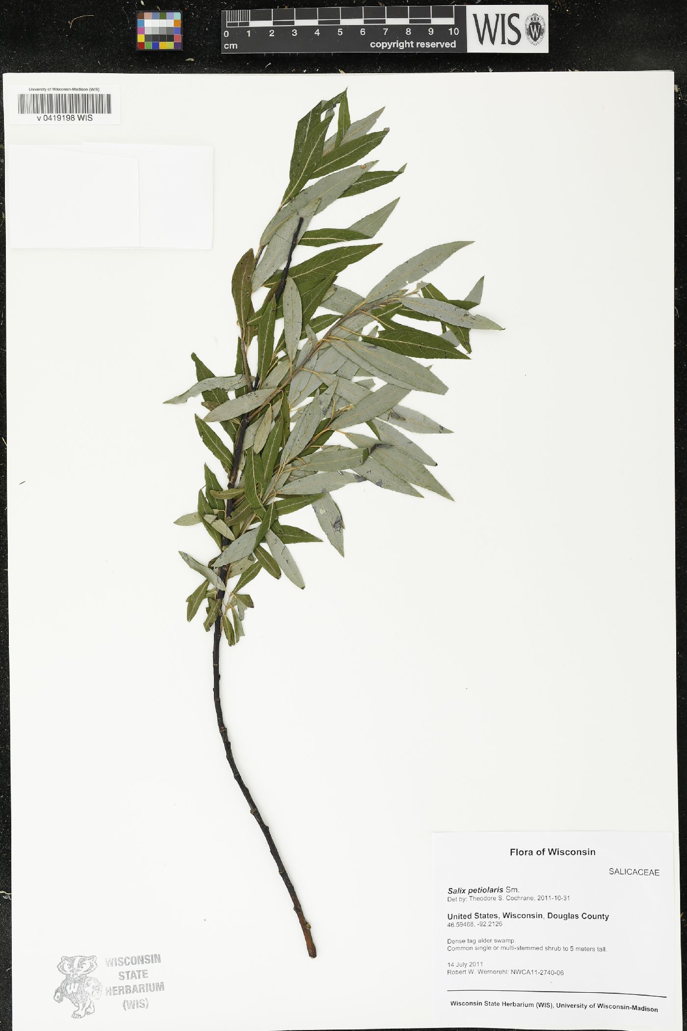 Salix petiolaris image