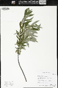 Salix petiolaris image