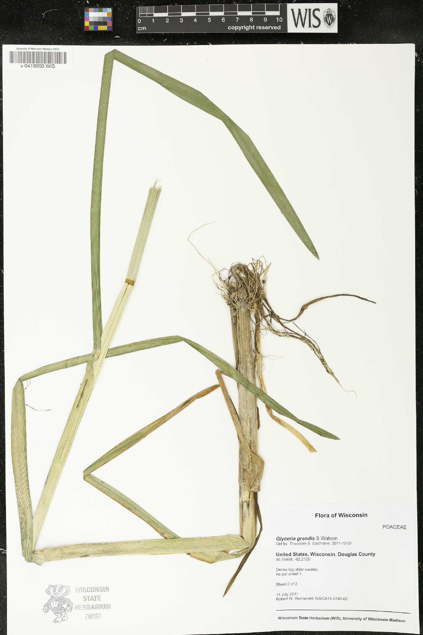 Glyceria grandis image