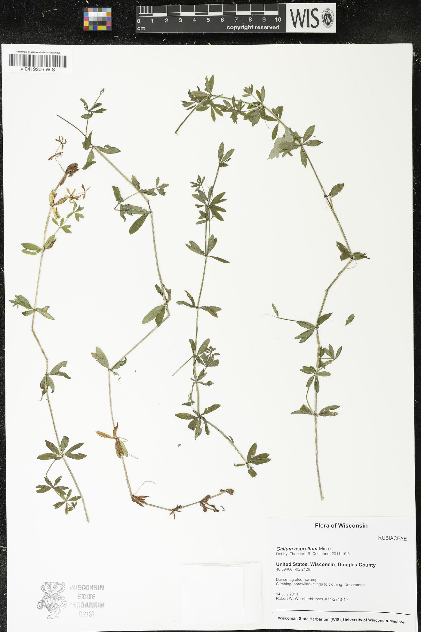 Galium asprellum image