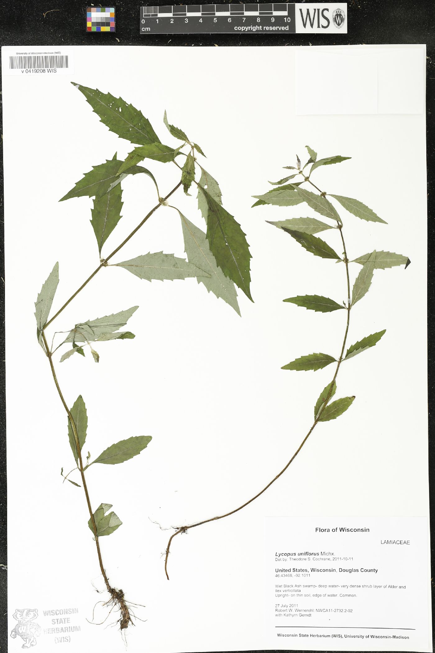 Lycopus uniflorus image