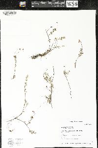 Vaccinium oxycoccos image