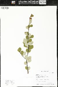 Betula pumila image