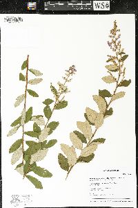 Spiraea tomentosa image