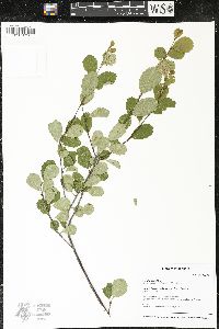 Betula pumila image