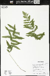 Thelypteris palustris var. pubescens image