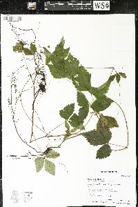 Rubus pubescens image